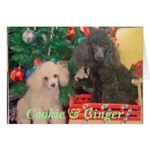 Cookie & Ginger Celebrate Christmas Greeting Card