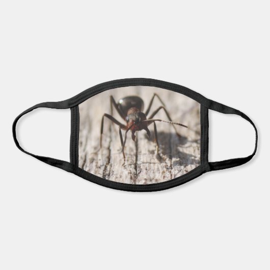Cool Ant Photo Insects Picture High Definition Face Mask (Front)