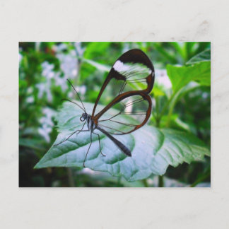 cool as glass postcard