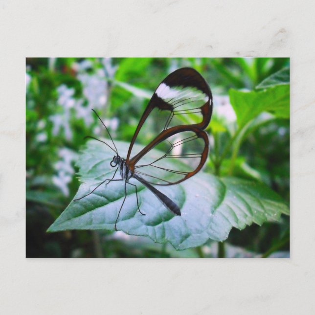 cool as glass postcard (Front)