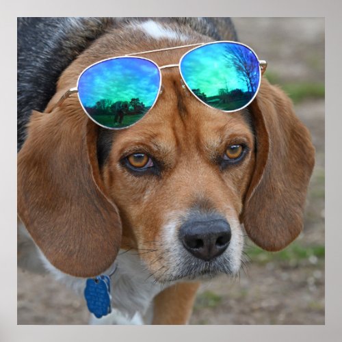 Cool Beagle With Sunglasses On Head Poster
