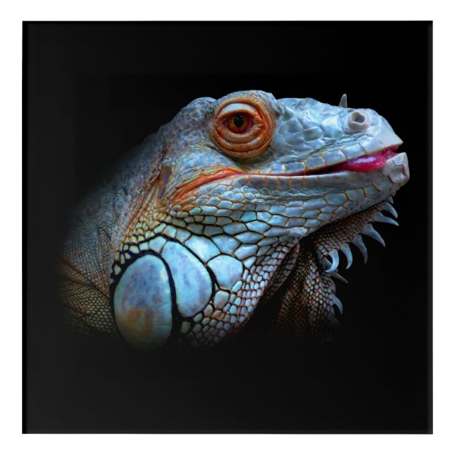 Cool Blue Iguana Acrylic Print (Front)
