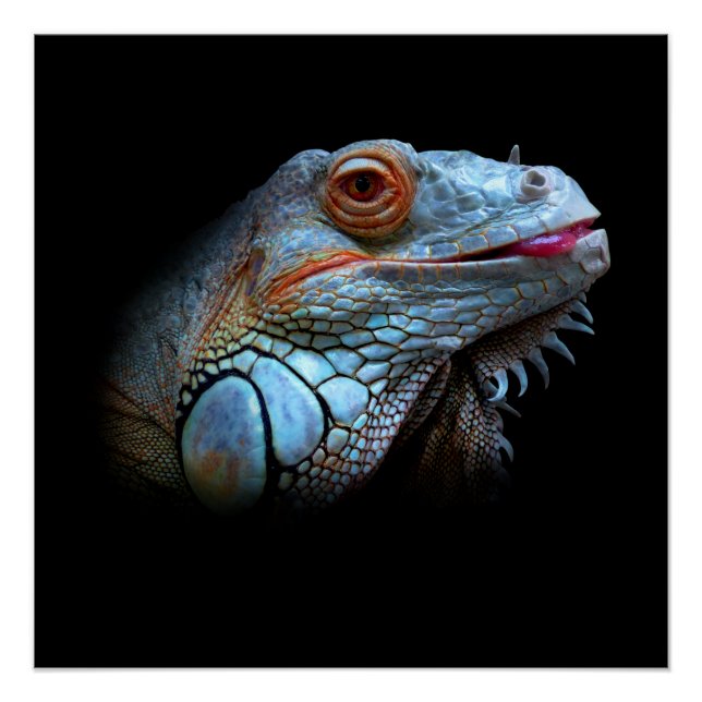 Cool Blue Iguana Poster (Front)