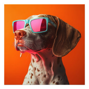 Cool Bracco italiano dog with sunglasses Photo Print