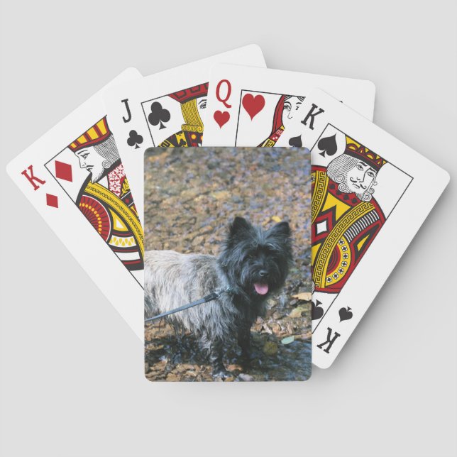 Cool  cairn poker cards (Back)