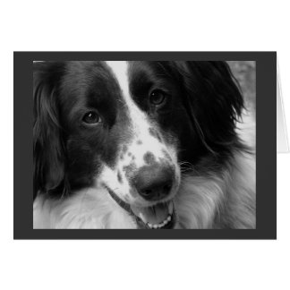 Cool, Calm and Relaxed Dog Cards
