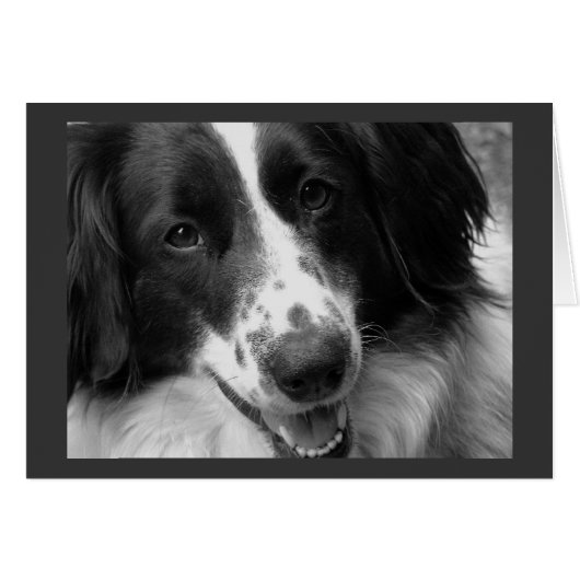 Cool, Calm and Relaxed Dog Cards (Front Horizontal)