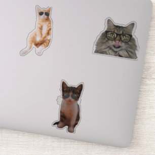 Cool Cat Memes Sticker