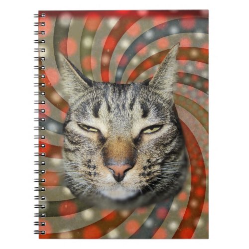 Cool Cat  YOU CAPTION Your Gift Notebook