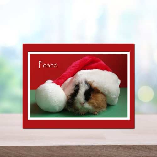 Cool Christmas Guinea Pig Post Card