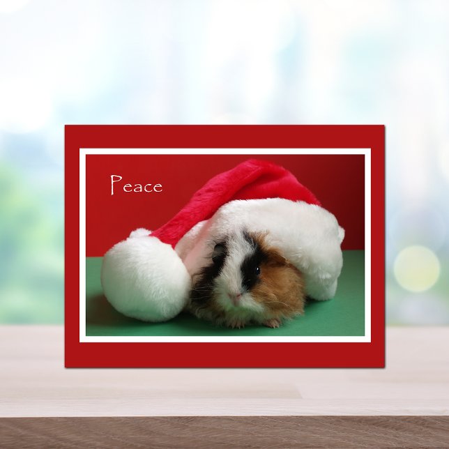 Cool Christmas Guinea Pig Post Card (Creator Uploaded)