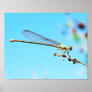 Cool Close up of a Dragonfly Nature Photography Poster