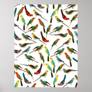 Cool colorful tropical watercolor birds pattern poster