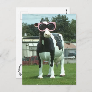 cool cow 1 postcard