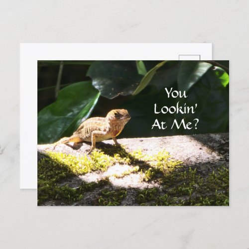 Cool Everglades Lizard Photo You Lookin At Me Postcard