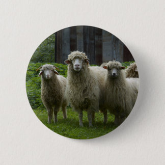 Cool Flock of Sheep | Farmland Pinback Button