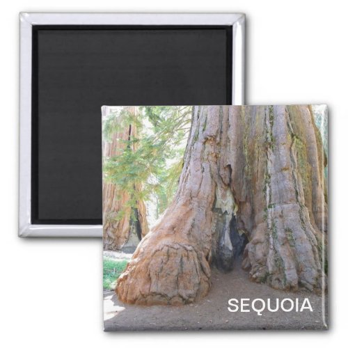 Cool Giant Sequoia Magnet Magnet
