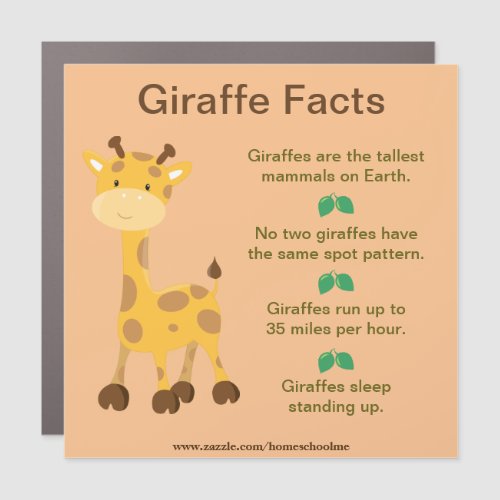 Cool Giraffe Facts Car Magnet