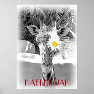 Cool Giraffe Poster! Poster