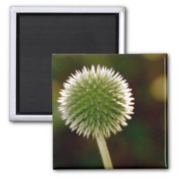 Cool Globe Thistle Magnet by pulsDesign at Zazzle
