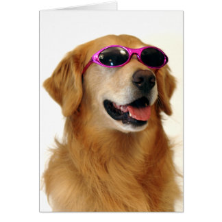 Cool Golden Retriever Cards