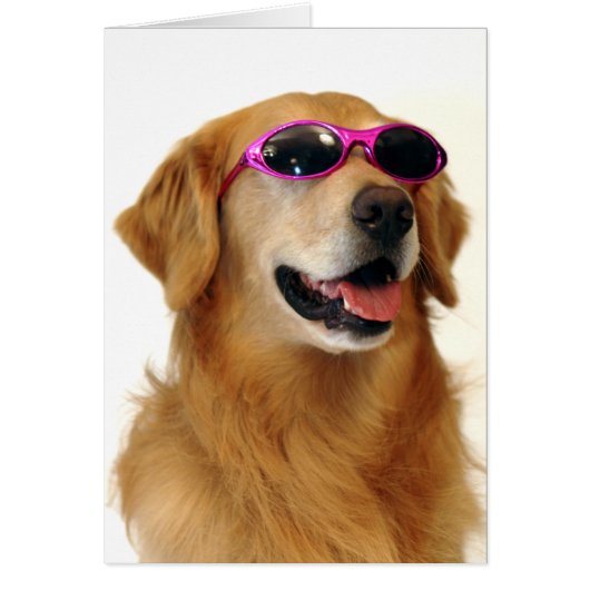 Cool Golden Retriever Cards (Front)