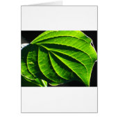 Cool green leaf (Front)