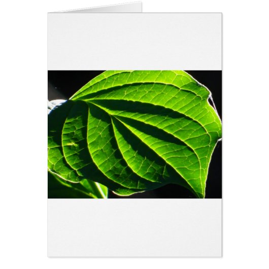 Cool green leaf cards (Front)