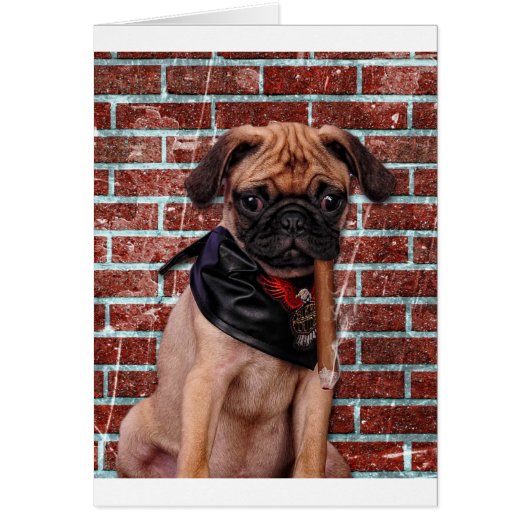 Cool Hand Pug Cards (Front)