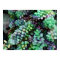 Cool Hued Burro's Tails in the Hot Desert