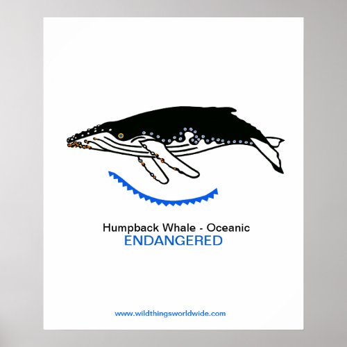 Cool Humpback WHALE _ Endangered animal _ Poster