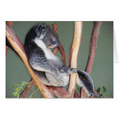 Cool Koala Cards (Front Horizontal)