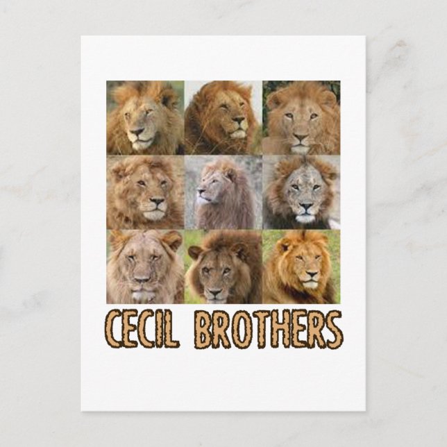 cool Lion designs Postcard (Front)