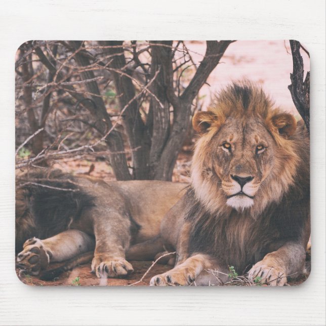 Cool Lion Photo Mouse Pad (Front)