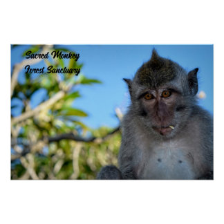Cool Monkey Photo Poster