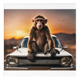 Cool Monkey Sat On A Car Bonnet At Sunset Acrylic Print