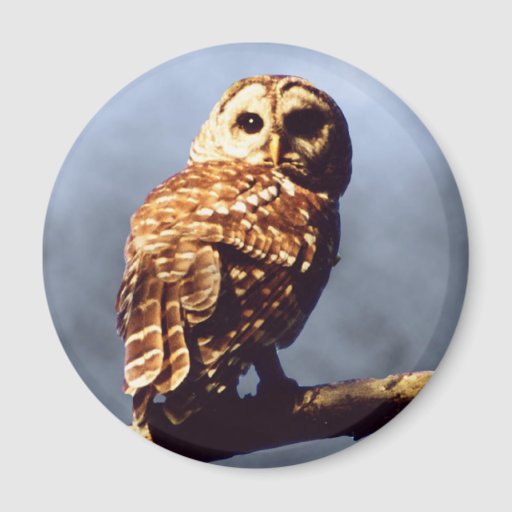 Cool Owl Magnet | Zazzle