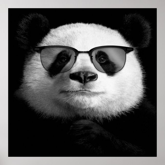 Cool Panda Poster   | Cute Panda Lover (Front)