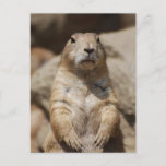 Cool Prairie Dog Postcard