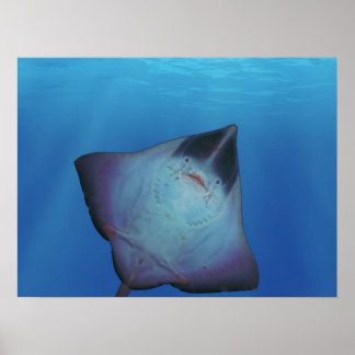 Cool Ray Poster