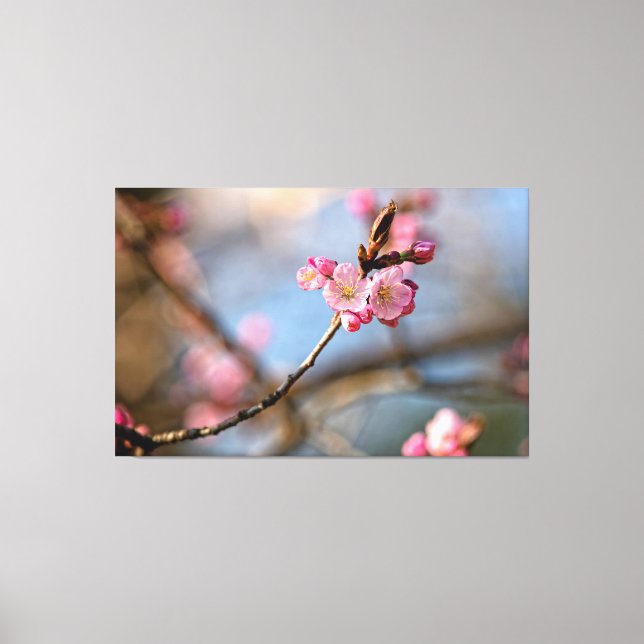 Cool Sakura Flowers Against The Gray Background Canvas Print (Front)