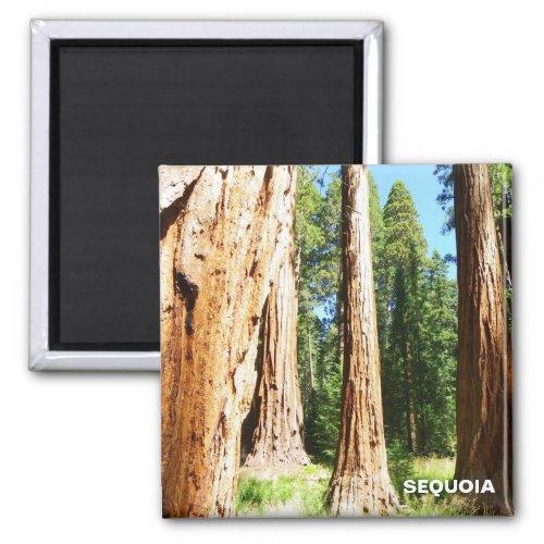 Cool Sequoia Magnet Magnet