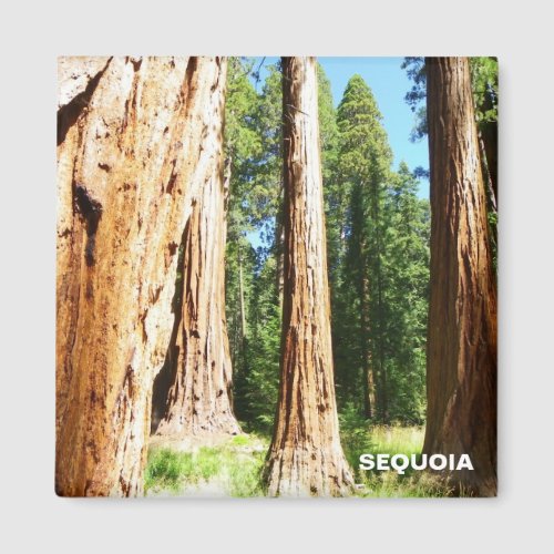 Cool Sequoia Magnet Magnet