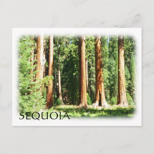 Cool Sequoia Postcard Postcard