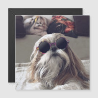 Shih tzu on sale sunglasses