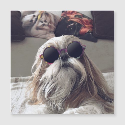 Cool Shih Tzu long hair vintage Sunglasses Photo