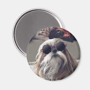 Cool Shih Tzu long hair vintage Sunglasses Photo Magnet