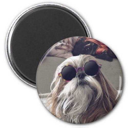 Cool Shih Tzu long hair vintage Sunglasses Photo Magnet