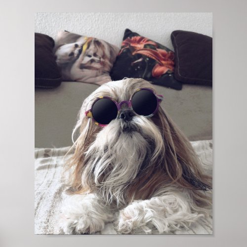 Cool Shih Tzu long hair vintage Sunglasses Photo Poster