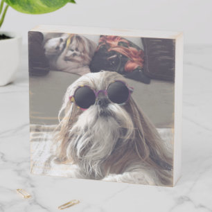 Cool Shih Tzu long hair vintage Sunglasses Photo Wooden Box Sign